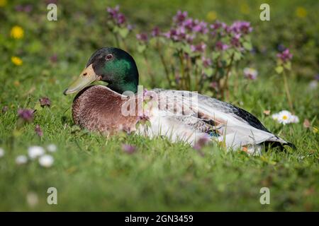 Nahaufnahme einer Stockente [Anas platyrhynchos] Stockfoto
