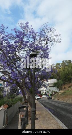 Blühender Jacaranda Baum Ende Mai in Alora Dorf, Andalusien, Spanien Stockfoto