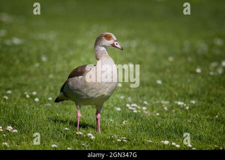 Nahaufnahme einer ägyptischen Gans [Alopochen aegyptiaca, syn.: Alopochen aegyptiacus] Stockfoto