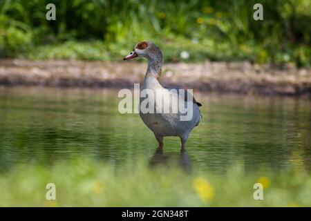 Nahaufnahme einer ägyptischen Gans [Alopochen aegyptiaca, syn.: Alopochen aegyptiacus] Stockfoto