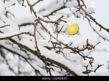 Gefrorener reifer gelber Apfel auf dem Apfelbaum bedeckter Schnee. Stockfoto