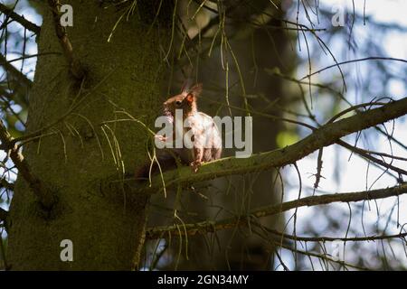 Nahaufnahme eines Eichhörnchens [Gattung Sciurus] Stockfoto