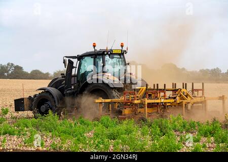 Zwiebelernte Bawdsey Suffolk England Stockfoto