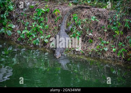 Ein Komodo-Drache, der im Zoo von Singapur zum Fluss kriecht Stockfoto