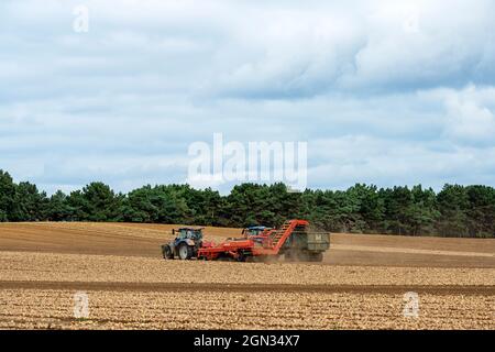 Zwiebelernte Bawdsey Suffolk England Stockfoto