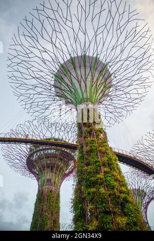 Die Supertree Grove Gardens by the Bay in Singapur Stockfoto
