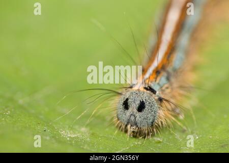 Lakaien-Raupe [Malacosoma neustria] Stockfoto