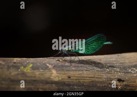 Nahaufnahme einer gebänderten demoiselle-Libelle [Calopteryx splendens] Stockfoto