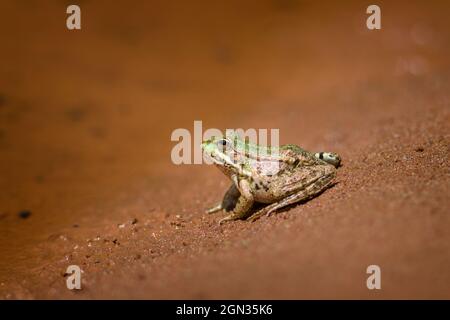 Nahaufnahme eines essbaren Frosches in einem Teich [Pelophylax kl. esculentus, syn.: Rana kl. Esculenta, Pelophylax esculentus] Stockfoto