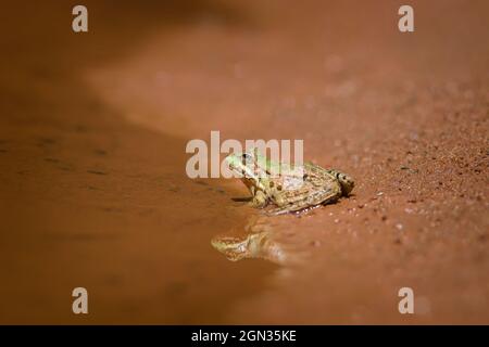 Nahaufnahme eines essbaren Frosches in einem Teich [Pelophylax kl. esculentus, syn.: Rana kl. Esculenta, Pelophylax esculentus] Stockfoto