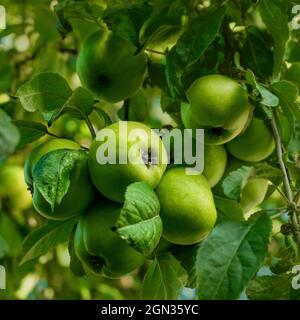 Große saftige Äpfel wachsen auf dem Baum Stockfoto