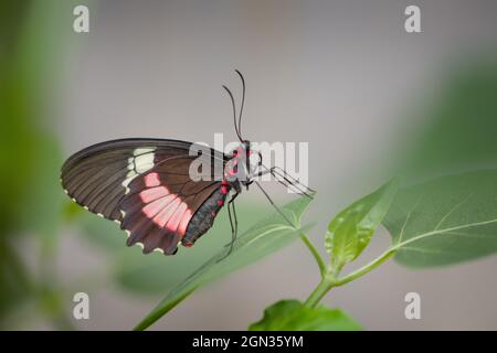 Nahaufnahme eines Schmetterlings von Parides iphidamas Stockfoto