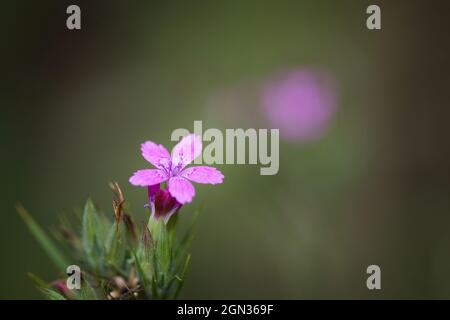 Nahaufnahme einer jährlichen Ehrlichkeit [Lunaria annua] Stockfoto