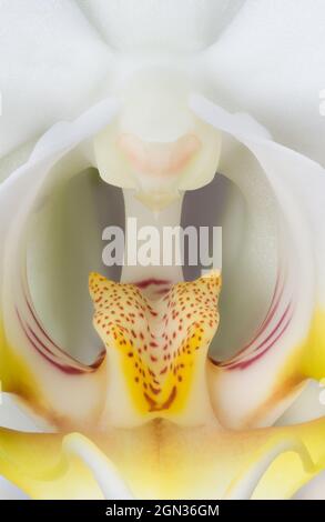 Makrofotografie einer Orchidee mit weißen und gelben Farben Stockfoto