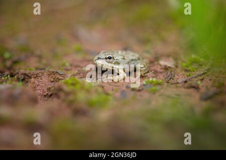 Nahaufnahme eines essbaren Frosches in einem Teich [Pelophylax kl. esculentus, syn.: Rana kl. Esculenta, Pelophylax esculentus] Stockfoto