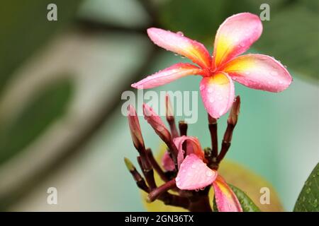 Schöner Blick auf die Wassertropfen nach dem Regen auf einem adenium auf verschwommenem Hintergrund Stockfoto