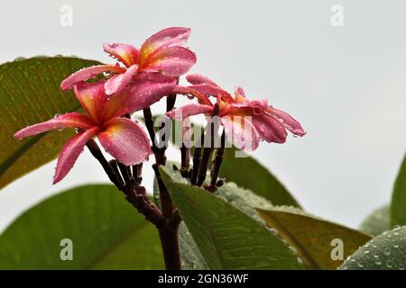 Wunderschöne Aussicht auf Wassertropfen nach dem Regen auf den Blütenblättern eines adeniums auf einem verschwommenen Hintergrund Stockfoto