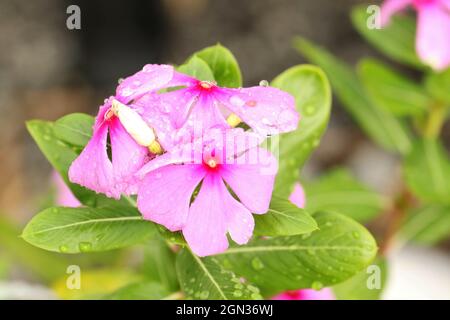 Schöner Blick auf die Wassertropfen nach dem Regen auf einem Adenium auf verschwommenem Hintergrund Stockfoto