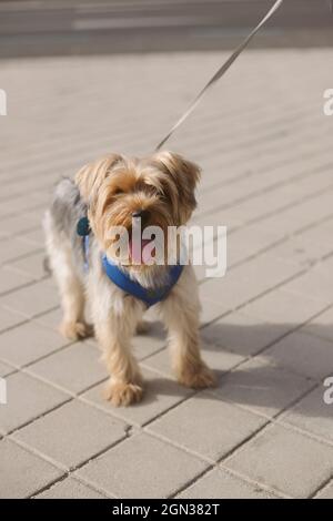 Der entzückende Yorkshire Terrier mit der Zunge an der Leine, die während des Spaziergangs auf der Straße steht Stockfoto