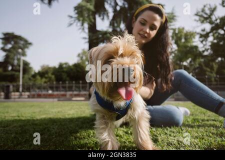 Fröhliche junge Hündin, die mit gekreuzten Beinen auf dem Rasen sitzt und Yorkshire Terrier streichelte Stockfoto