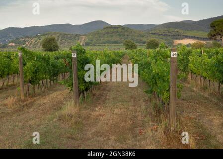 Traubenfeld, das für Wein wächst. Hügel von Weinbergen. Sommerlandschaft mit Reihen von Weinbergen in Bolgheri in der Toskana, D.O.C. Stockfoto