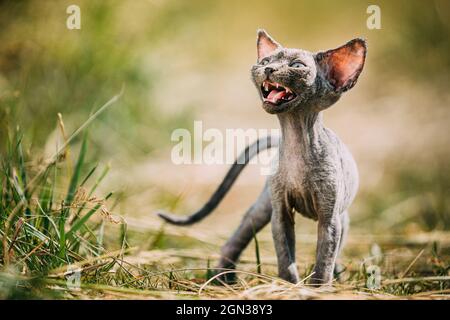 Lustige Junge Graue Devon Rex Kätzchen Mähen Im Gras. Kurzhaarige Katze der englischen Rasse. Sweet Devon Rex Katze Lustig Neugierig Junge Devon Rex Kätzchen In Stockfoto