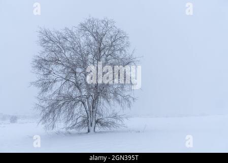 Landschaftsansicht des trockenen Baumes, der auf schneebedecktem Land mit Hängen unter hellem Himmel am Wintertag auf dem Land wächst Stockfoto
