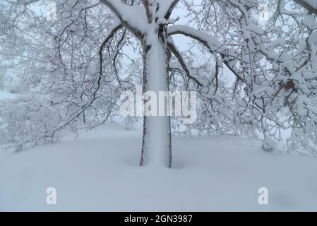 Landschaftlich schöner Blick auf überwucherten Baum mit gekrümmten trockenen Ästen, die im Winter auf schneebedecktem Gelände wachsen Stockfoto