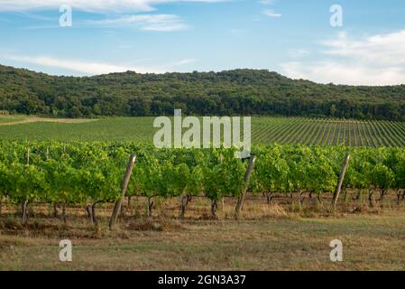 Traubenfeld, das für Wein wächst. Hügel von Weinbergen. Sommerlandschaft mit Reihen von Weinbergen in Bolgheri in der Toskana, D.O.C. Stockfoto