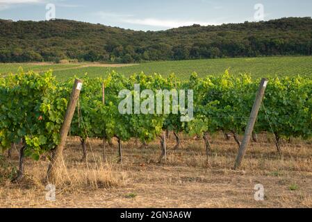 Traubenfeld, das für Wein wächst. Hügel von Weinbergen. Sommerlandschaft mit Reihen von Weinbergen in Bolgheri in der Toskana, D.O.C. Stockfoto