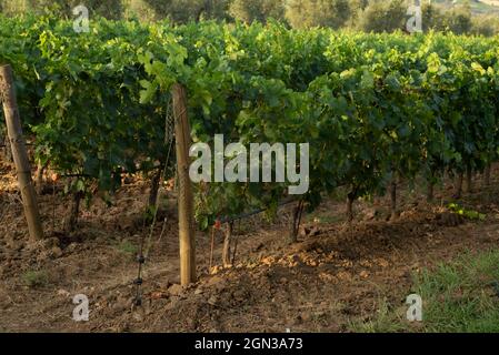 Traubenfeld, das für Wein wächst. Hügel von Weinbergen. Sommerlandschaft mit Reihen von Weinbergen in Bolgheri in der Toskana, D.O.C. Stockfoto