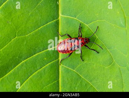 Nahaufnahme von Nymphe, dem Feuerbug (Pyrrhocoris apterus) auf einem grünen Blatt Stockfoto