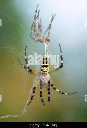 Wespenspinne (Argiope bruennichi)Shedding Skin, eine Art von Orb-Web-Spinne Stockfoto