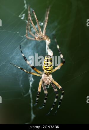 Wespenspinne (Argiope bruennichi)Shedding Skin, eine Art von Orb-Web-Spinne Stockfoto