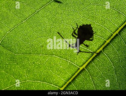 Schatten des Dock-Käfers oder rötlich-brauner Quaderbug (Coreus marginatus) Stockfoto