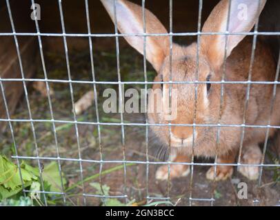 Kaninchen zu Hause im Kaninchenkäfig züchten. Stockfoto