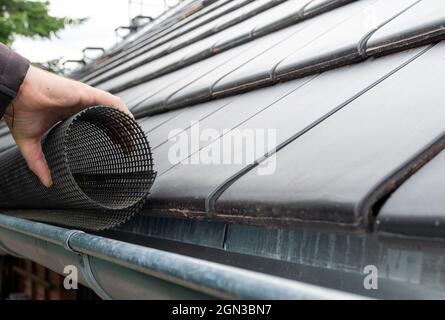 Der Mensch legt ein Rinnengittergewebe an die Regenrinne, um die Rinne vor Blättern zu schützen. Stockfoto