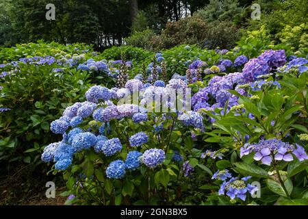 Hortensien wachsen in den üppigen subtropischen Trebah Gardens in Cornwall. Stockfoto