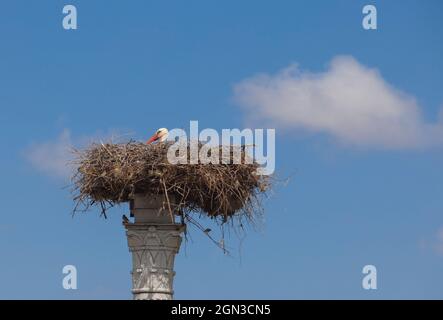 Distyle von Zalamea Replik mit Storchennest oben. Kreisverkehr Denkmal in der Nähe von Quintana de la Serena, Extremadura, Badajoz, Spanien Stockfoto