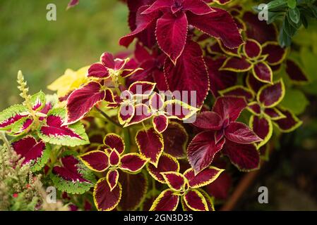 Gemeiner Koleus im Garten, Chipping, Preston, Lancashire, Großbritannien Stockfoto
