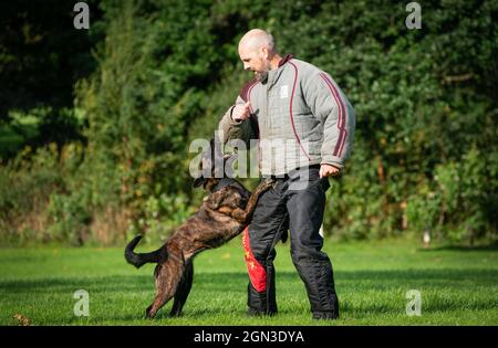 PC Lee Richter mit Atla, dem Hund, als die Hundeeinheit der Polizei Schottlands vor dem Cop26-Gipfel in Glasgow bei der Hundeeinheit der Polizei Schottland im Pollok Country Park trainiert. Bilddatum: Mittwoch, 22. September 2021. Stockfoto
