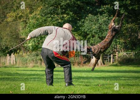 PC Lee Richter mit Atla, dem Hund, als die Hundeeinheit der Polizei Schottlands vor dem Cop26-Gipfel in Glasgow bei der Hundeeinheit der Polizei Schottland im Pollok Country Park trainiert. Bilddatum: Mittwoch, 22. September 2021. Stockfoto