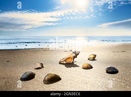 Meeresmuscheln ruhen am Strand, wenn die Flut kommt und die Sonne scheint. Hinterleuchtete Muscheln am Strand. Niedriger Winkel am frühen Morgen Stockfoto