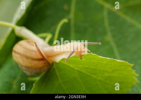 Nahaufnahme der Schnecke, die ein grünes Blatt frisst. Geringe Schärfentiefe. Konzentriere dich auf einen Kopf der Schnecke. Stockfoto