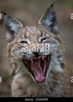 Ein vier Monate altes Luchs-Kätzchen erkundet seine Heimat in der Bear Wood-Ausstellung im Wild Place Project in Bristol. Bilddatum: Mittwoch, 22. September 2021. Stockfoto