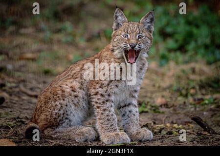 Ein vier Monate altes Luchs-Kätzchen erkundet seine Heimat in der Bear Wood-Ausstellung im Wild Place Project in Bristol. Bilddatum: Mittwoch, 22. September 2021. Stockfoto