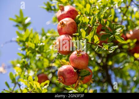 Reife Granatapfelfrüchte. Detail der Baldachin des Granatapfels an einem sonnigen Sommertag. Stockfoto