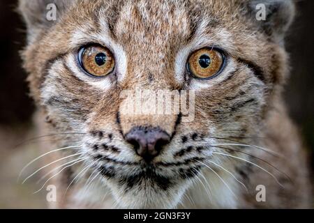 Ein vier Monate altes Luchs-Kätzchen erkundet seine Heimat in der Bear Wood-Ausstellung im Wild Place Project in Bristol. Bilddatum: Mittwoch, 22. September 2021. Stockfoto