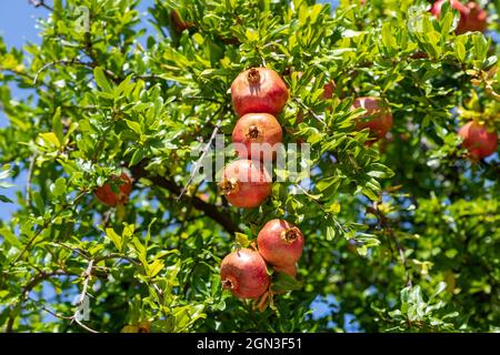 Reife Granatapfelfrüchte. Detail der Baldachin des Granatapfels an einem sonnigen Sommertag. Stockfoto