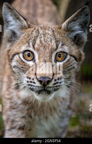 Ein vier Monate altes Luchs-Kätzchen erkundet seine Heimat in der Bear Wood-Ausstellung im Wild Place Project in Bristol. Bilddatum: Mittwoch, 22. September 2021. Stockfoto